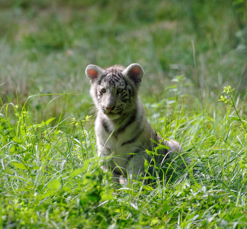 Petit tigre deviendra grand !